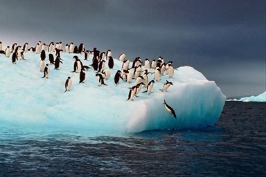 Penguins