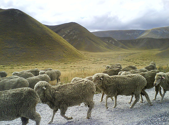 Merino sheep on Lindis Pass